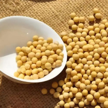 新货黄豆非转基因打豆浆专用大豆小重庆巫溪黄豆特产批发产地