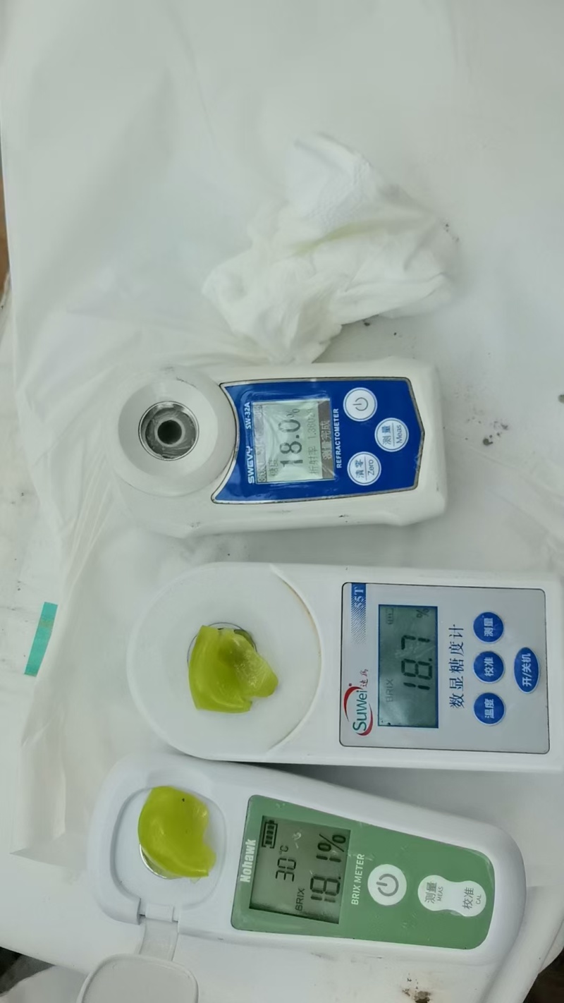 河南阳光玫瑰基地，地头直供质优超甜量大产地直发，颗粒大