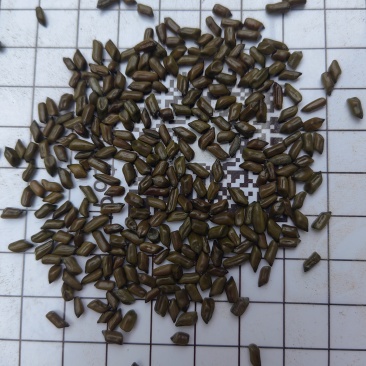 大货草决明色选干净无杂进口货