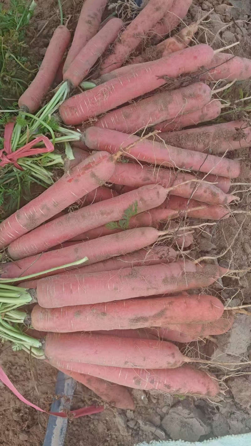 胡萝卜三红胡萝卜秤杆胡萝卜产地直发量大优惠