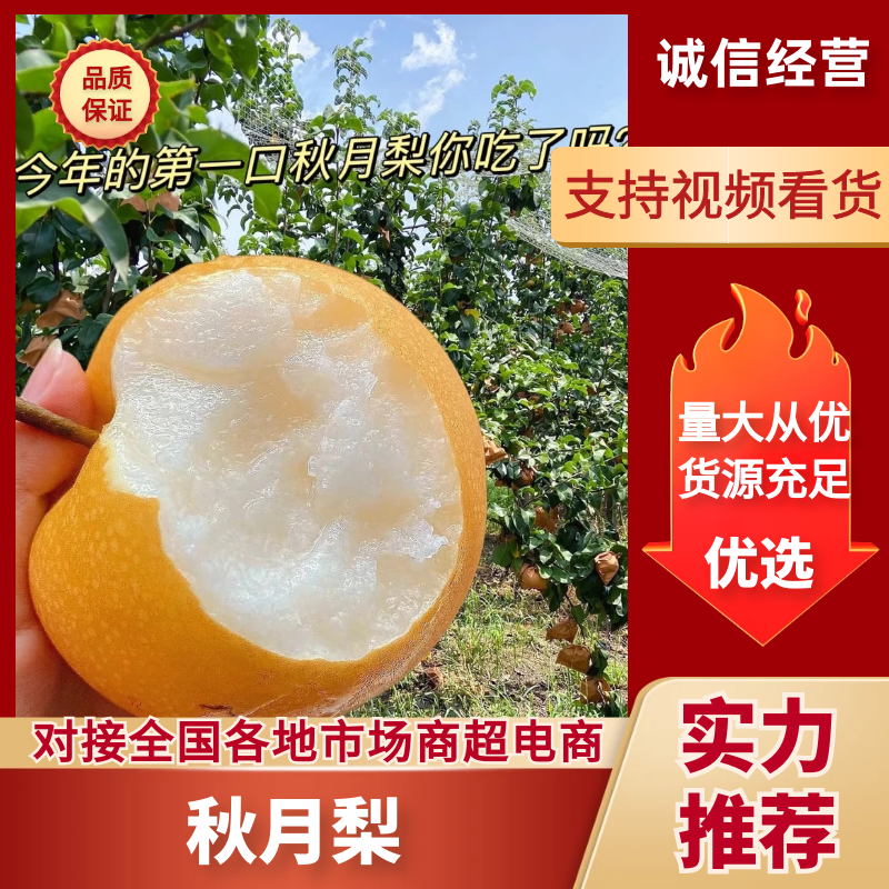 秋月梨山东秋月梨现摘现发个大皮薄量大从优代发全国