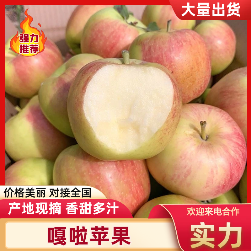 山东嘎啦苹果山东青苹果现摘现发质量扛扛代发全国各地