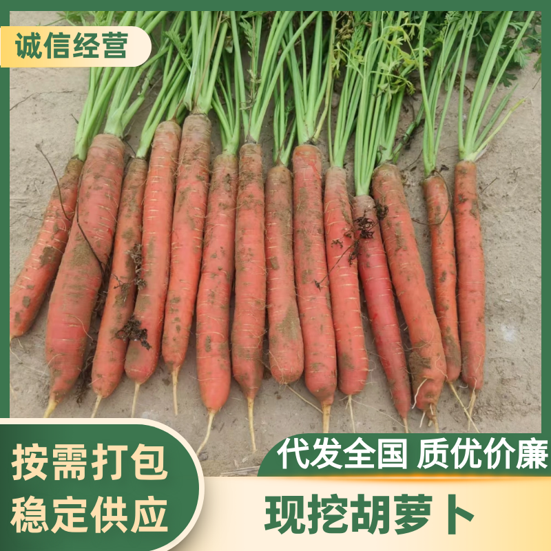 胡萝卜三红胡萝卜秤杆胡萝卜产地直发量大优惠