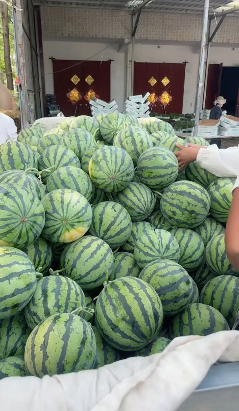 河南开封精品美都西瓜有籽万亩规模价格优惠8424保熟包甜