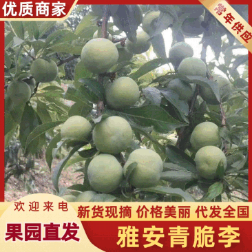 四川清脆李大量上市中，一手货源视频看货全国发货