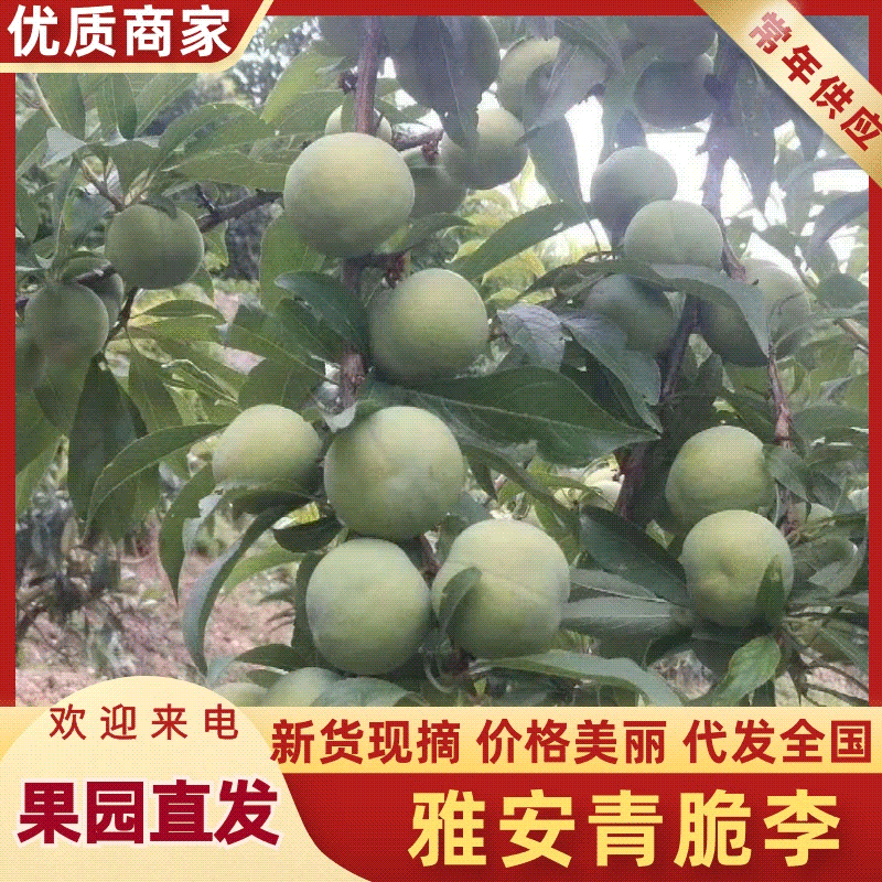 四川清脆李大量上市中，一手货源视频看货全国发货