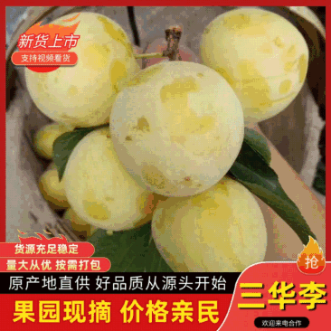 四川桃花李大量上市中，诚信经营视频看货全国发货
