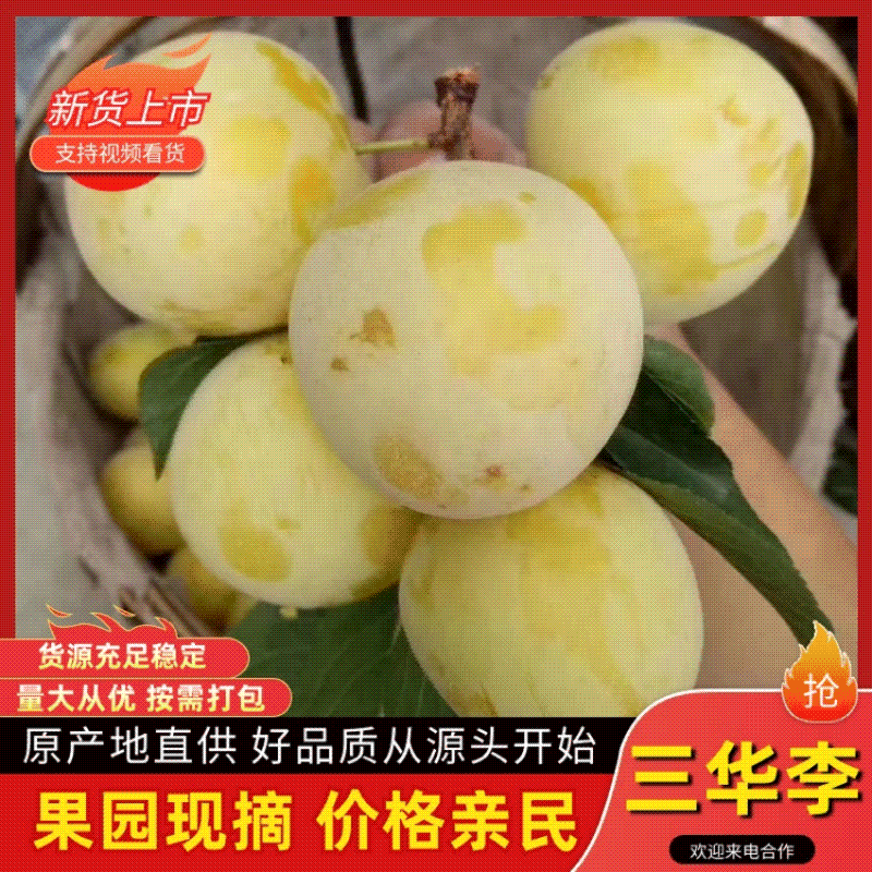 四川桃花李大量上市中，诚信经营视频看货全国发货