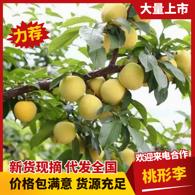 四川桃花李精品李子产地直发规格齐全视频看货欢迎电联