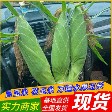 万糯水果玉米/白玉米花玉米鲜玉米/规格齐全/全国发货