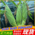 万糯水果玉米/白玉米花玉米鲜玉米/规格齐全/全国发货