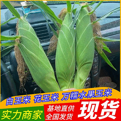 万糯水果玉米/白玉米花玉米鲜玉米/规格齐全/全国发货
