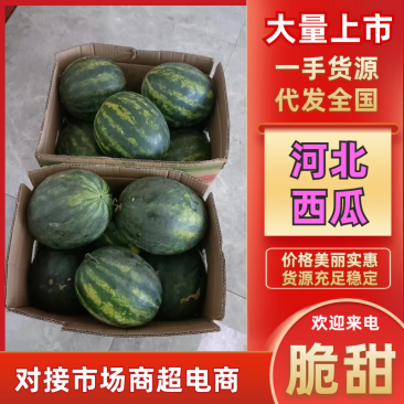 河北高健一号新品种西瓜大量上市，基地直发视频看货对接全国