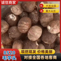 山东精品芋头，8520，毛芋头，产地一手货源