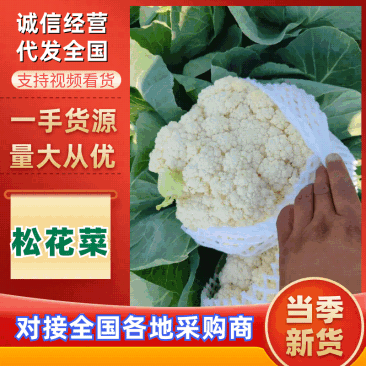 有机花菜白面青梗松花菜量大质优现货速发欢迎来电