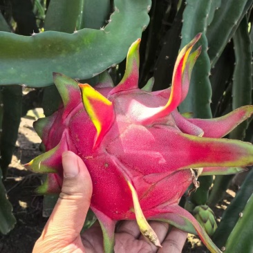 火龙果