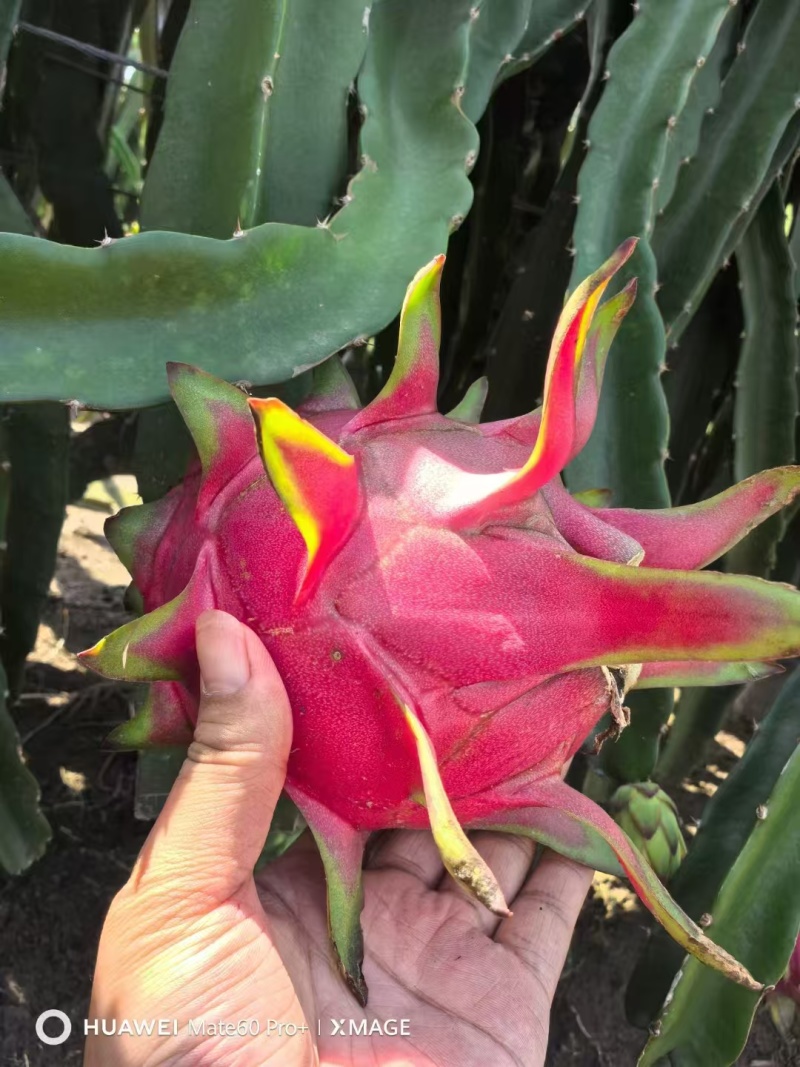 火龙果
