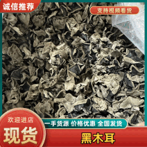 【热卖】秋木耳黑木耳基地直销量大质优价格优惠欢迎咨询