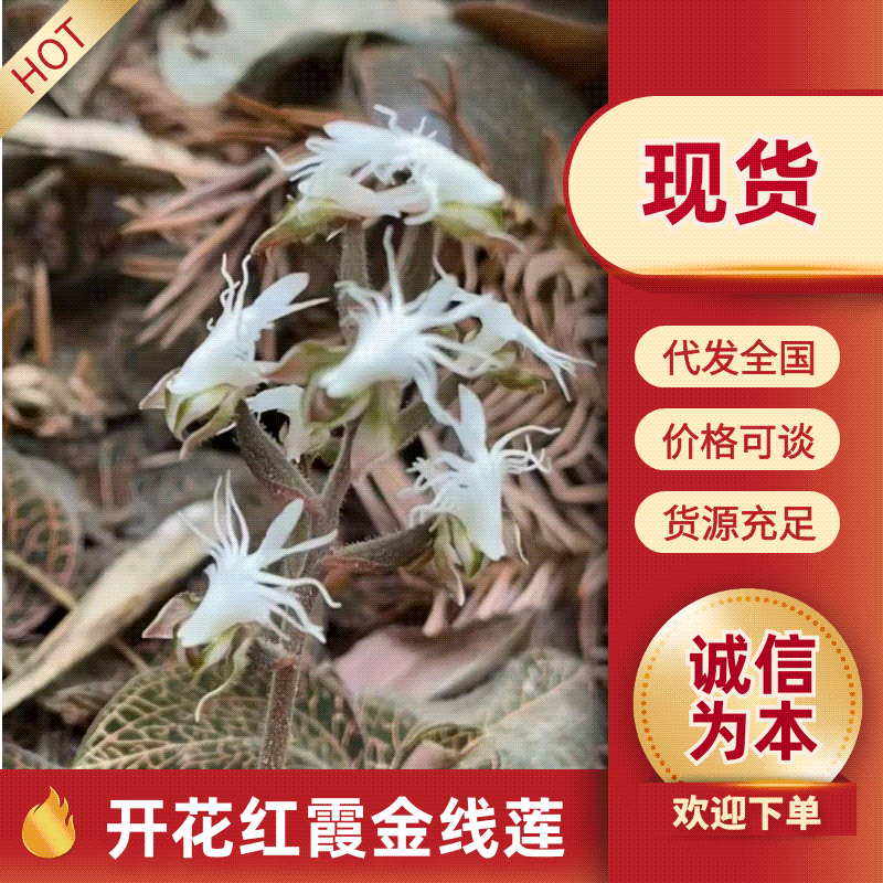 福建古田尖叶本地红霞金线莲开花金线莲台湾金线莲欢迎咨询