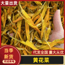 【热卖】干黄花菜台湾品种黄花菜全国包邮欢迎各大老板采购