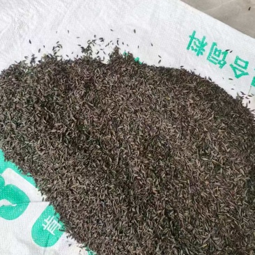 沙参种子支持视频看货，可发往全国市场！诚信经营客户至上