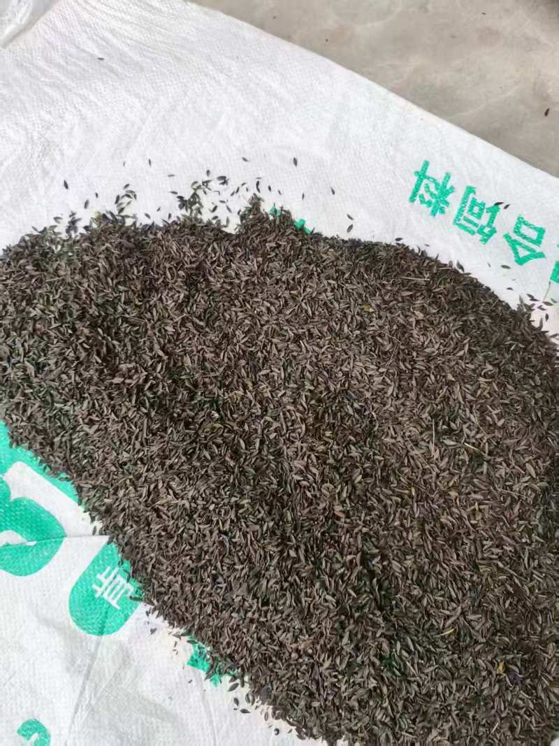 沙参种子支持视频看货，可发往全国市场！诚信经营客户至上