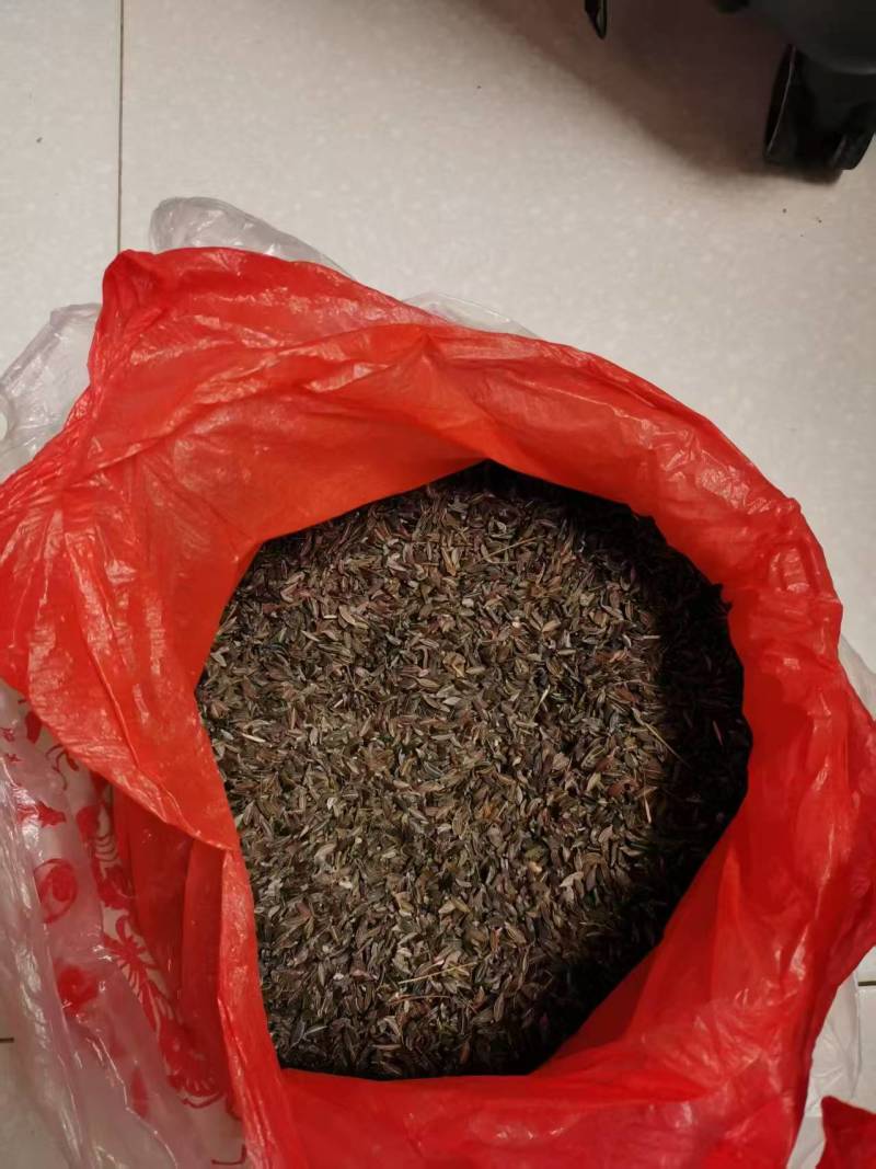 沙参种子支持视频看货，可发往全国市场！诚信经营客户至上
