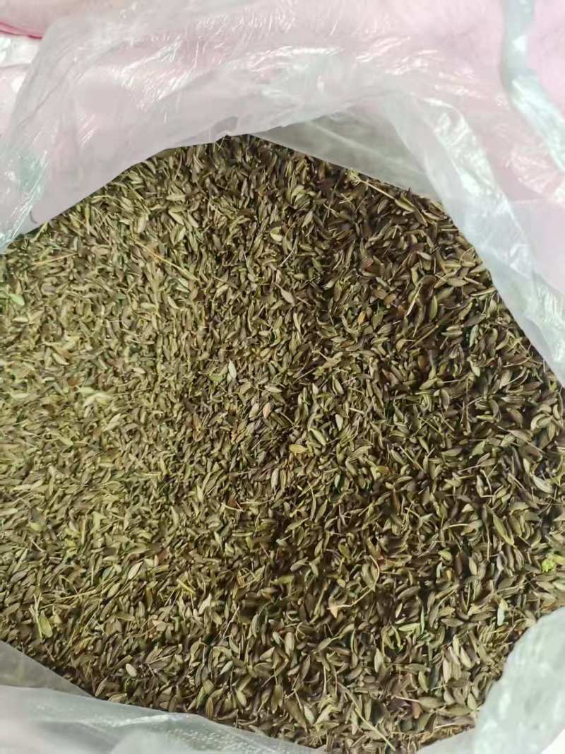 沙参种子支持视频看货，可发往全国市场！诚信经营客户至上