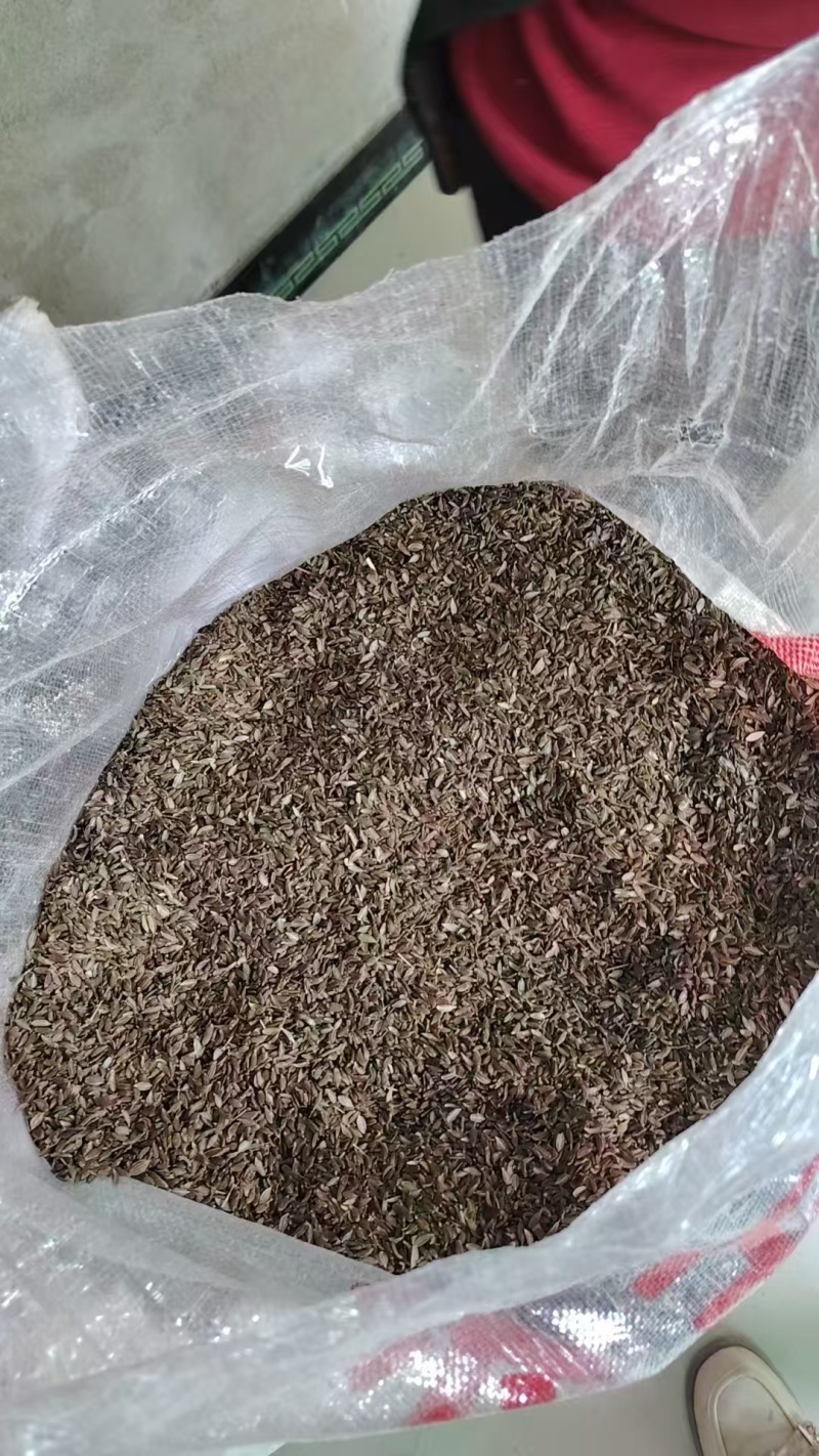 沙参种子支持视频看货，可发往全国市场！诚信经营客户至上