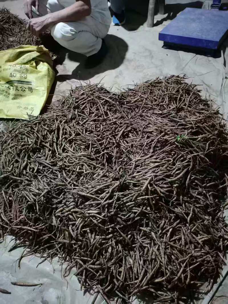 沙参种苗，川明参苗，支持视频看货，可发往全国市场！
