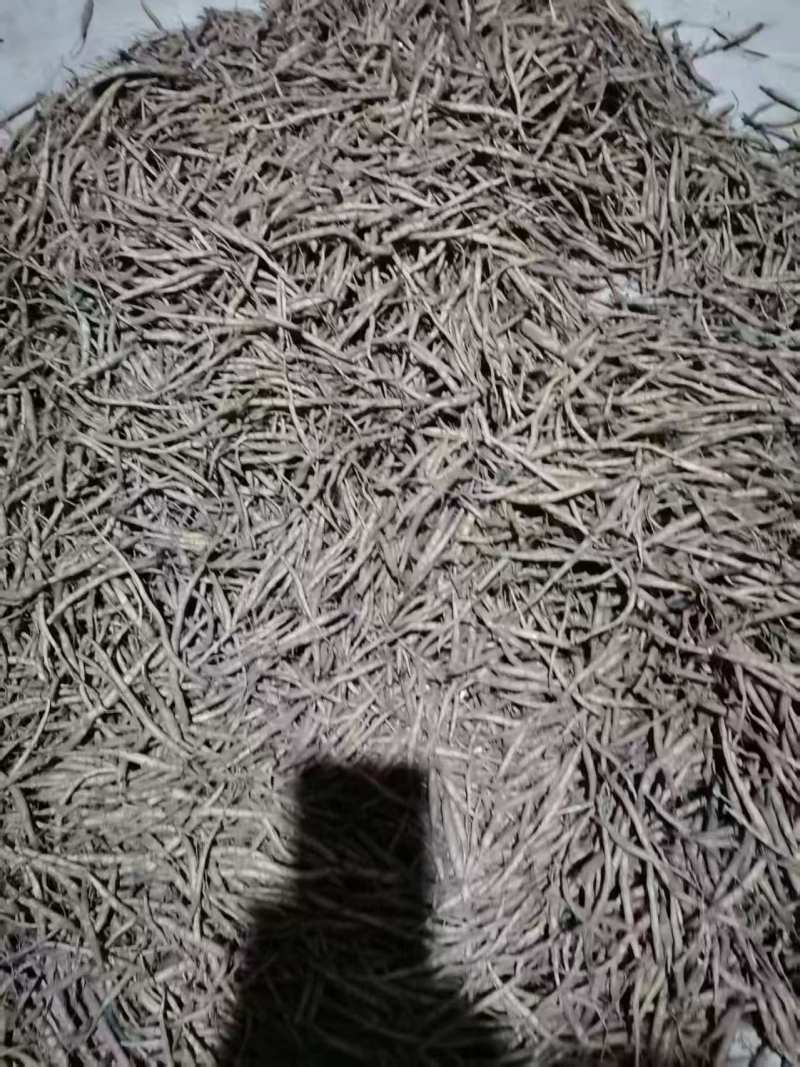 沙参种苗，川明参苗，支持视频看货，可发往全国市场！