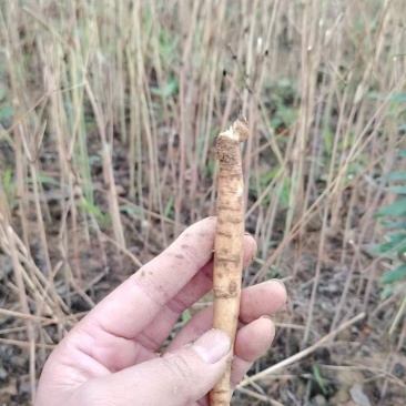 沙参种苗，川明参苗，支持视频看货，可发往全国市场！