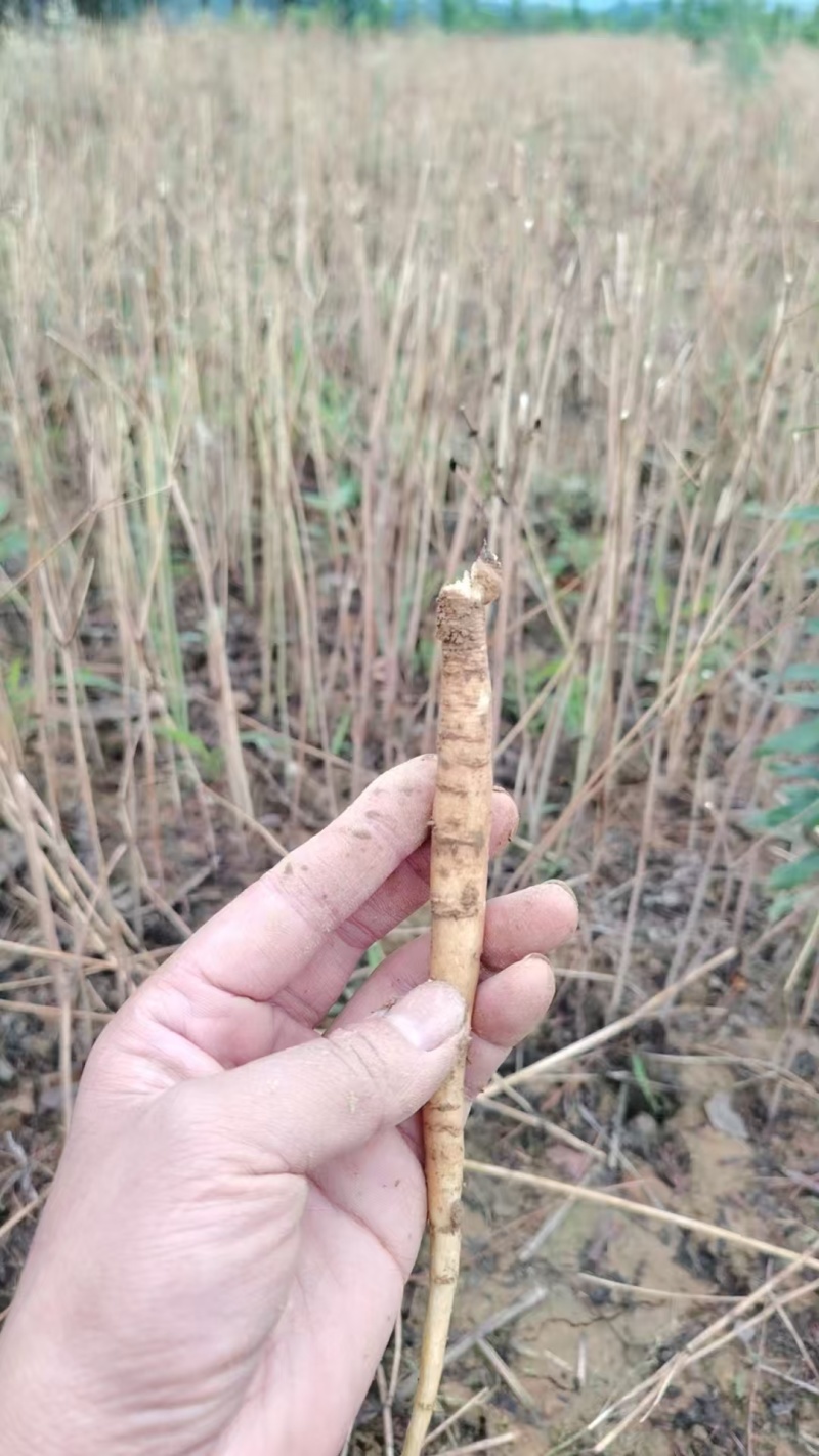 沙参种苗，川明参苗，支持视频看货，可发往全国市场！