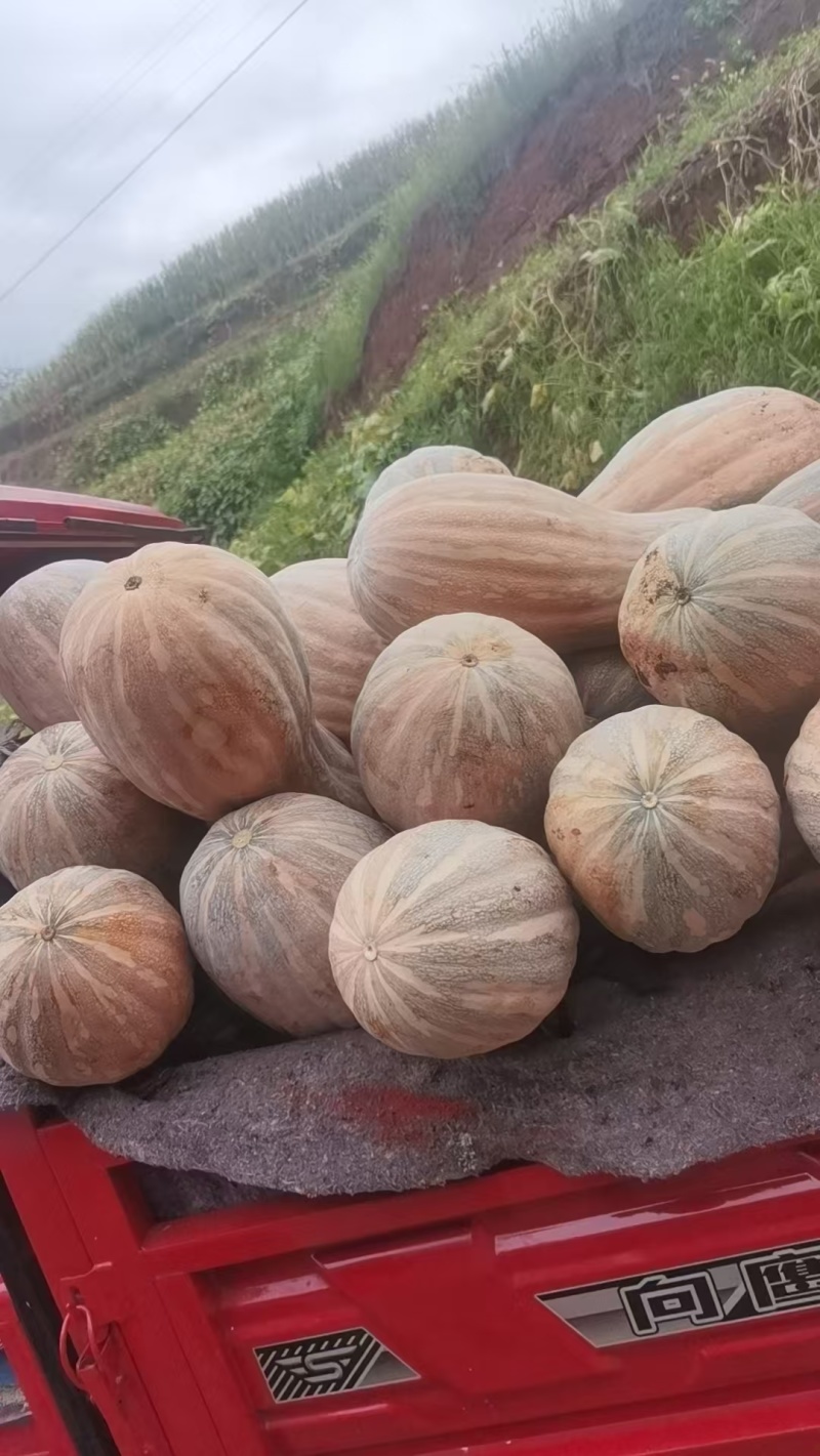 又粉又糯的蜜本南瓜大量上市产地直供一手货源欢迎采购