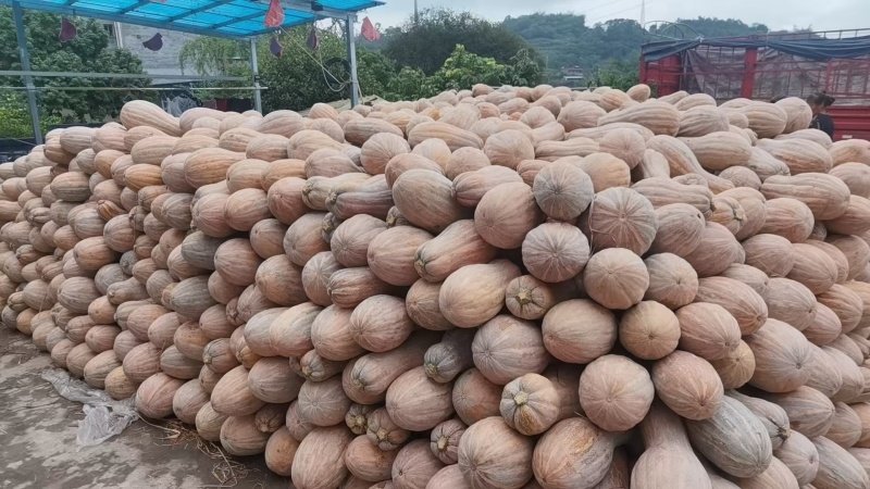 又粉又糯的蜜本南瓜大量上市产地直供一手货源欢迎采购