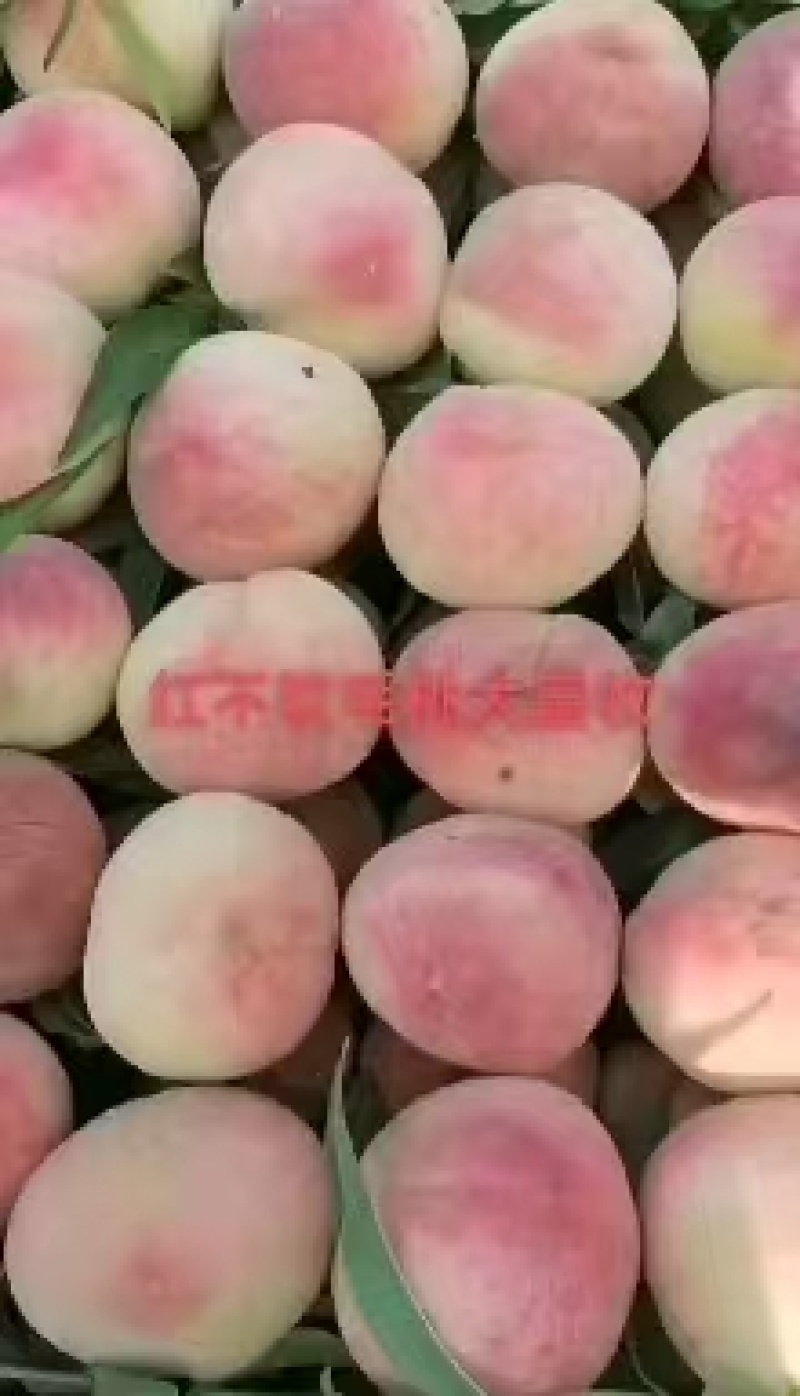 河北红不软毛桃现摘现发口感脆甜量大优惠对接全国