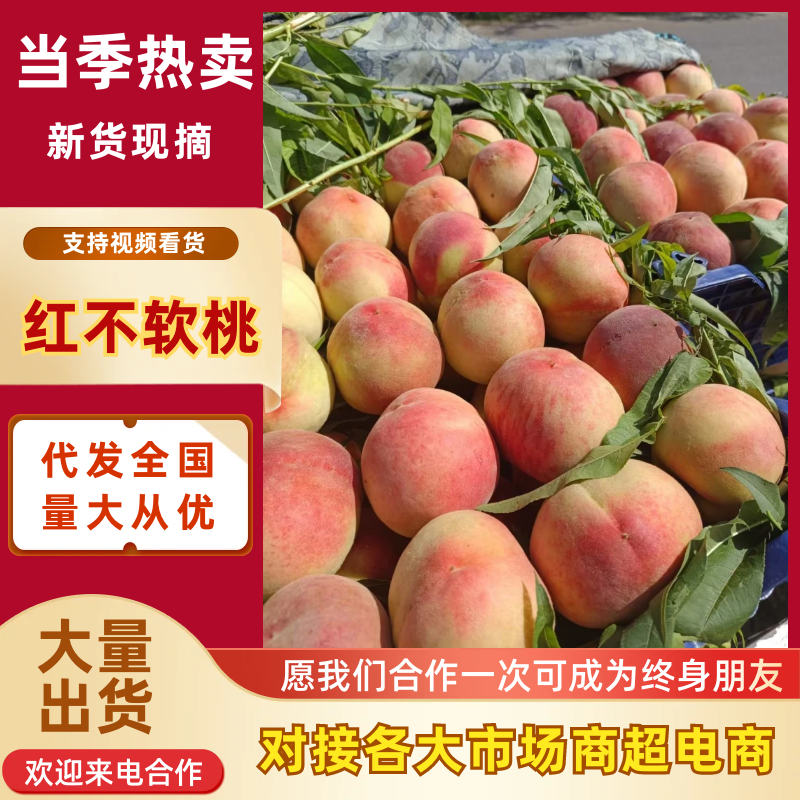 河北红不软毛桃现摘现发口感脆甜量大优惠对接全国