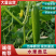 小黄瓜水果黄瓜荷兰小青瓜蔬菜基地直发无中间商