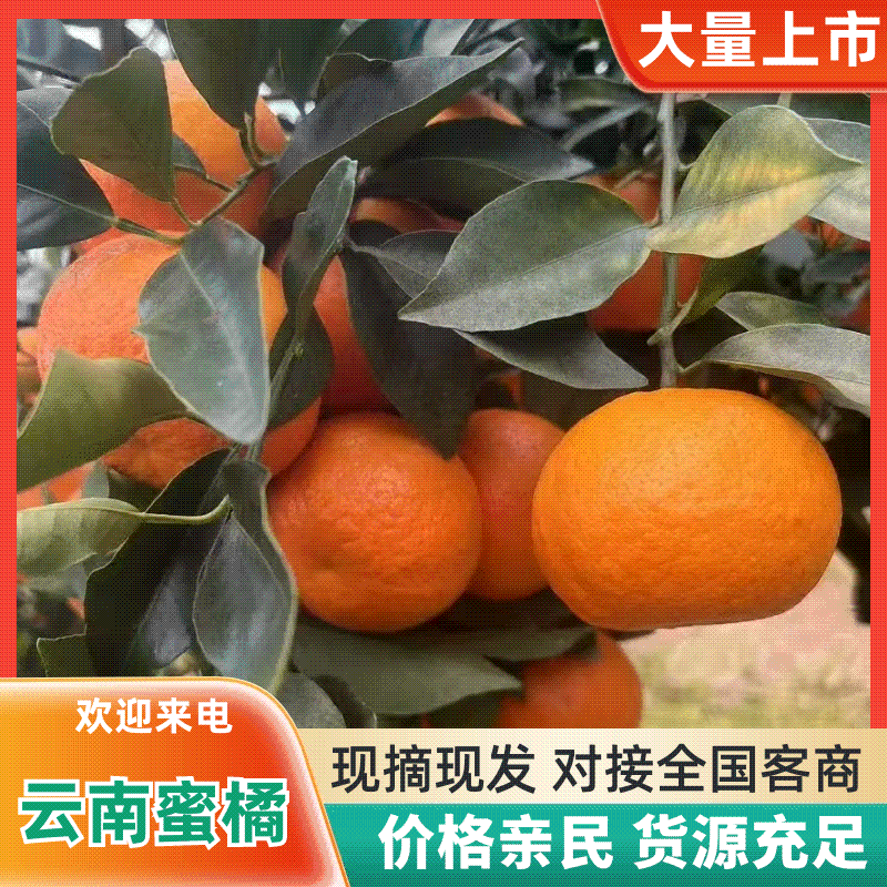 云南蜜橘果大皮薄一手货源量大从优承接各大市场外贸