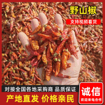 精品野山椒小米椒一手货源现货速发规格齐全质量保证