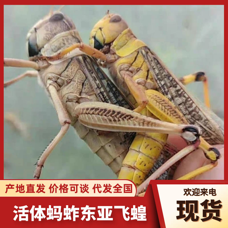 活体蚂蚱东亚飞蝗货源充足质量保证量大从优