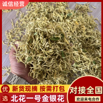 北花一号金银花