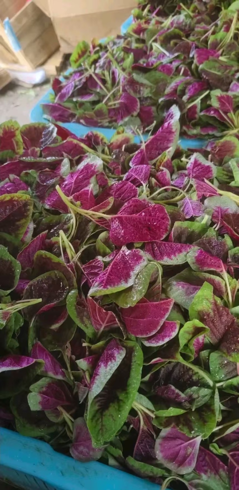 红苋菜头，产地一手货源，品质保证，量大从优，欢迎来电