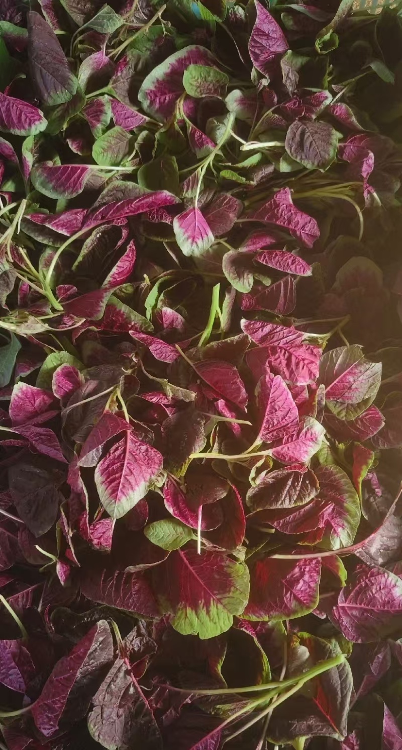 红苋菜头，产地一手货源，品质保证，量大从优，欢迎来电