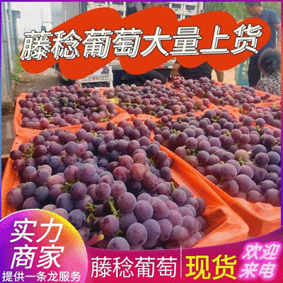 藤稔葡萄&乒乓球葡萄/山东葡萄/产地直供规格/全国发货