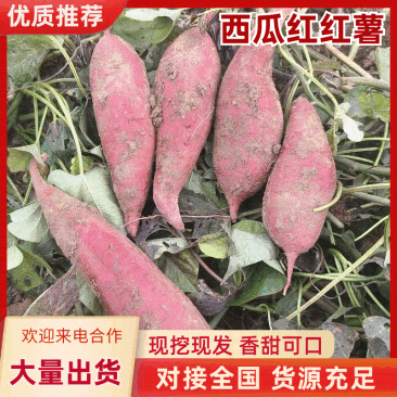 红薯西瓜红万亩产地现挖现发视频看货安徽阜阳