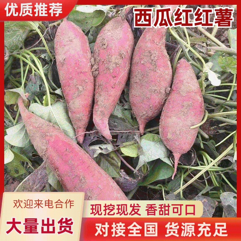 红薯西瓜红万亩产地现挖现发视频看货安徽阜阳