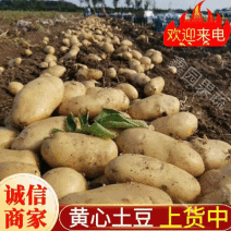 黄心土豆/荷兰十五系列/黄心黄皮二两三两/规格齐全