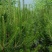 松树白皮松基地直销保质保量一手货源支持视频看货采购