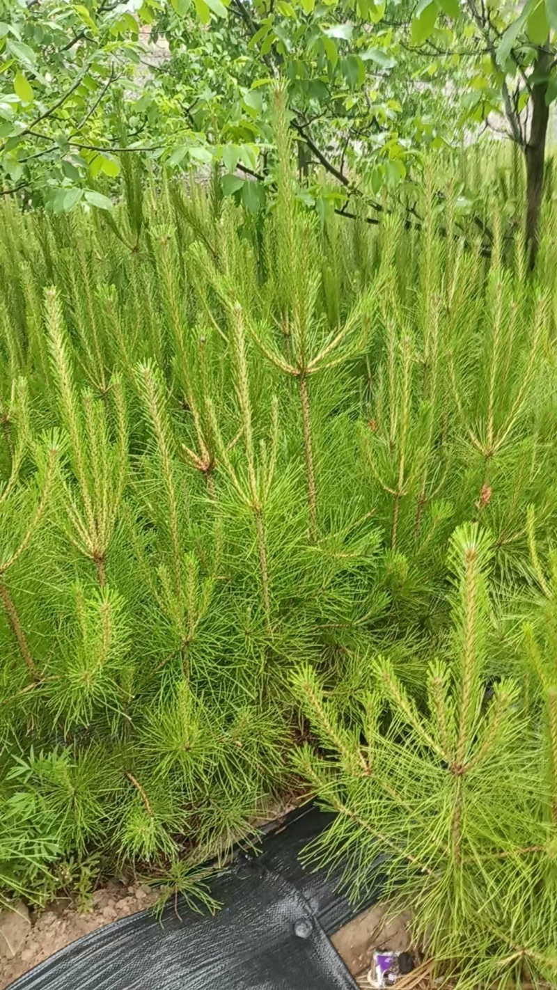 松树白皮松基地直销保质保量一手货源支持视频看货采购